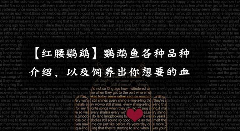【红腰鹦鹉】鹦鹉鱼各种品种介绍,以及饲养出你想要的血红色