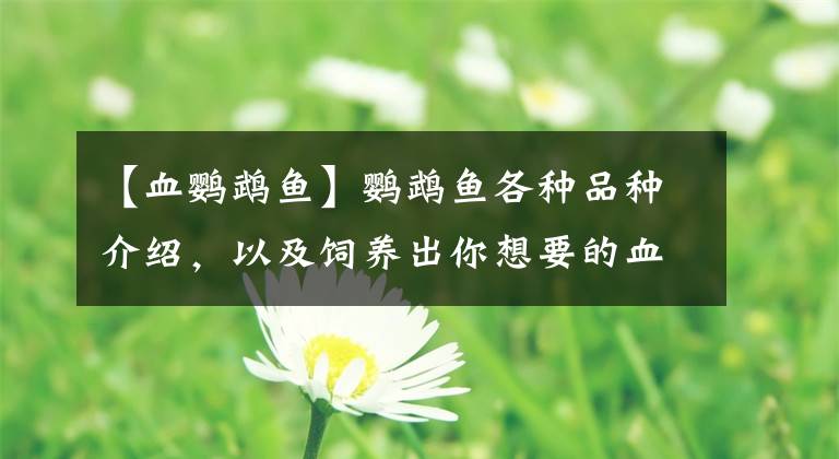 【血鹦鹉鱼】鹦鹉鱼各种品种介绍，以及饲养出你想要的血红色
