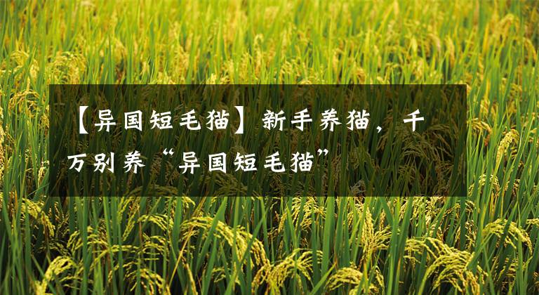 【异国短毛猫】新手养猫，千万别养“异国短毛猫”