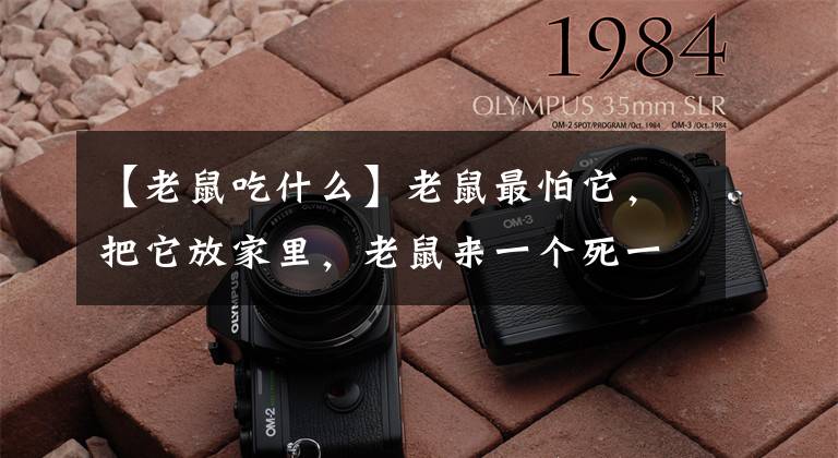 【老鼠吃什么】老鼠最怕它，把它放家里，老鼠来一个死一个，安全又厉害