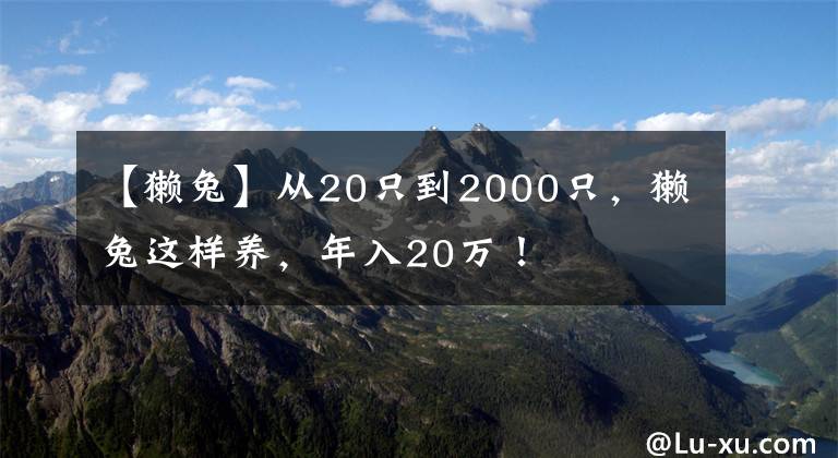 【獭兔】从20只到2000只,獭兔这样养,年入20万!
