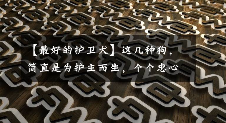 【最好的护卫犬】这几种狗，简直是为护主而生，个个忠心耿耿