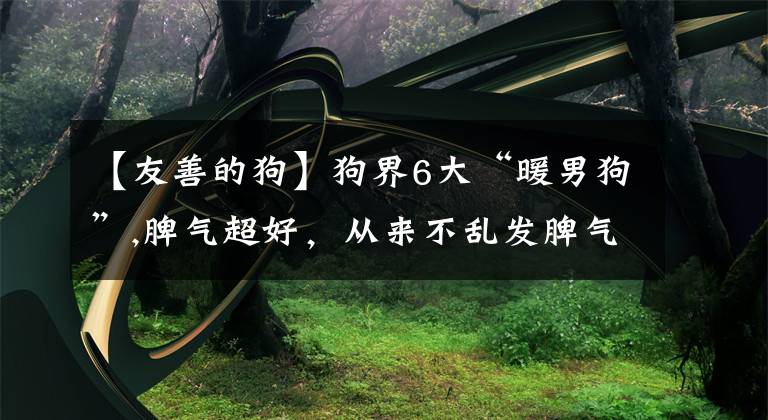 【友善的狗】狗界6大“暖男狗”,脾气超好，从来不乱发脾气
