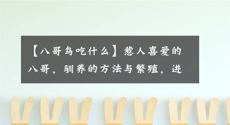 【八哥鸟吃什么】惹人喜爱的八哥，驯养的方法与繁殖，进来看看