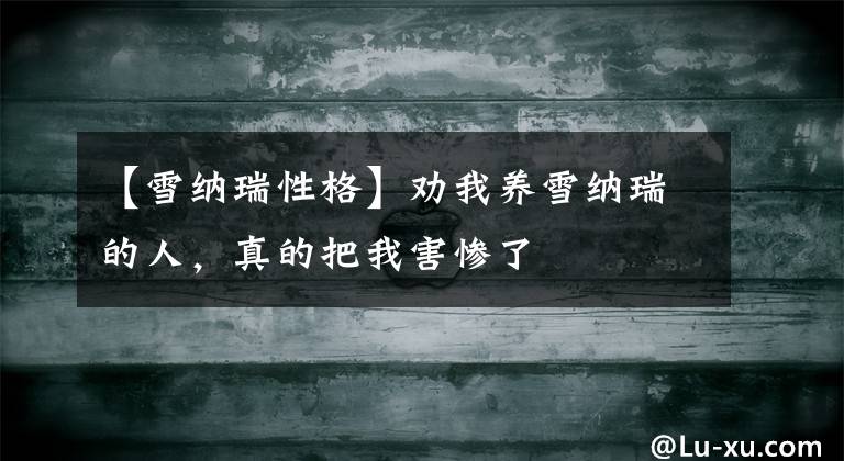 【雪纳瑞性格】劝我养雪纳瑞的人,真的把我害惨了