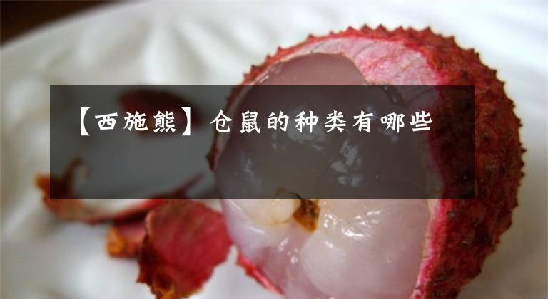 【西施熊】仓鼠的种类有哪些