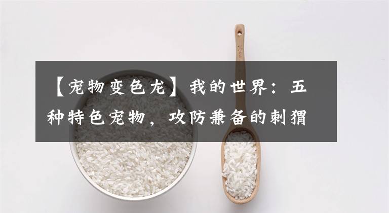 【宠物变色龙】我的世界：五种特色宠物，攻防兼备的刺猬，有趣的变色龙你喜欢谁