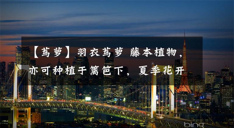 【茑萝】羽衣茑萝 藤本植物，亦可种植于篱笆下，夏季花开时节非常美丽