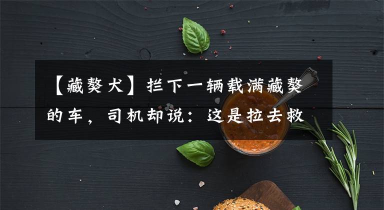 【藏獒犬】拦下一辆载满藏獒的车，司机却说：这是拉去救命的