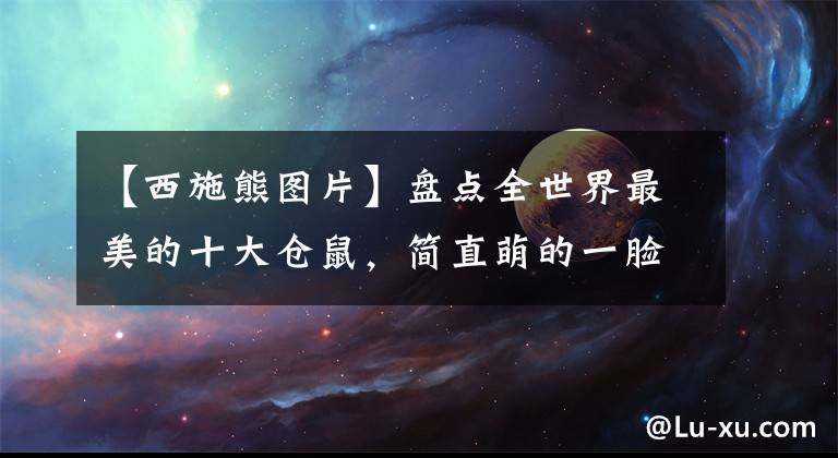 【西施熊图片】盘点全世界最美的十大仓鼠，简直萌的一脸血