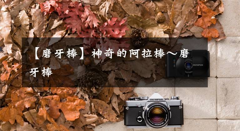 【磨牙棒】神奇的阿拉棒~磨牙棒