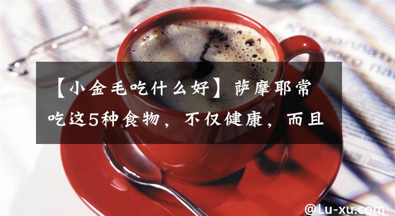 【小金毛吃什么好】萨摩耶常吃这5种食物，不仅健康，而且毛发更靓丽