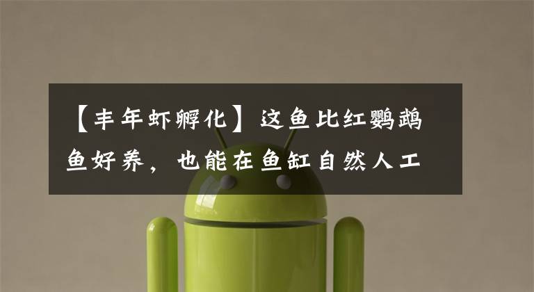 【丰年虾孵化】这鱼比红鹦鹉鱼好养，也能在鱼缸自然人工繁殖，适合养鱼新手