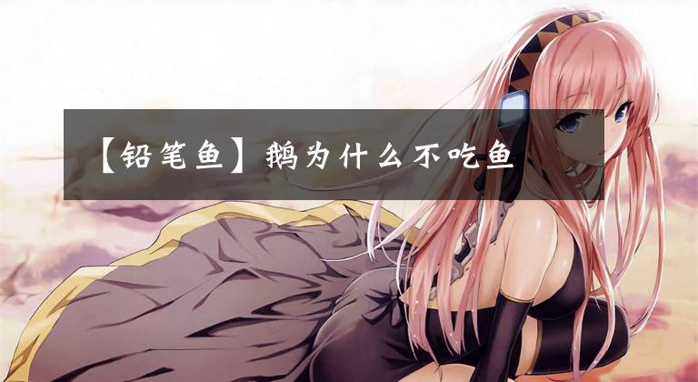 【铅笔鱼】鹅为什么不吃鱼