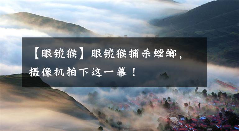 【眼镜猴】眼镜猴捕杀螳螂，摄像机拍下这一幕！