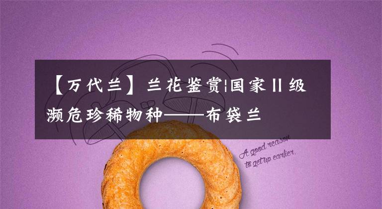 【万代兰】兰花鉴赏|国家Ⅱ级濒危珍稀物种——布袋兰