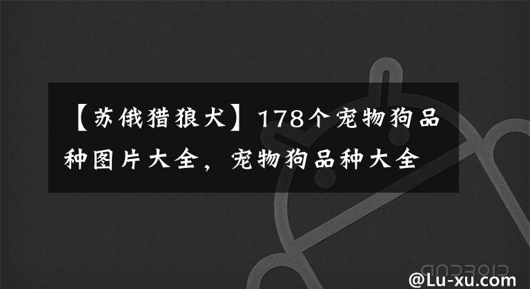 【苏俄猎狼犬】178个宠物狗品种图片大全，宠物狗品种大全