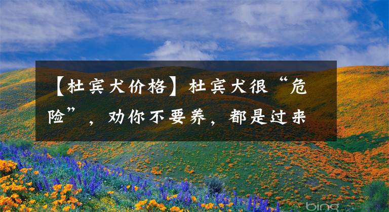 【杜宾犬价格】杜宾犬很“危险”,劝你不要养,都是过来人“血的教训”