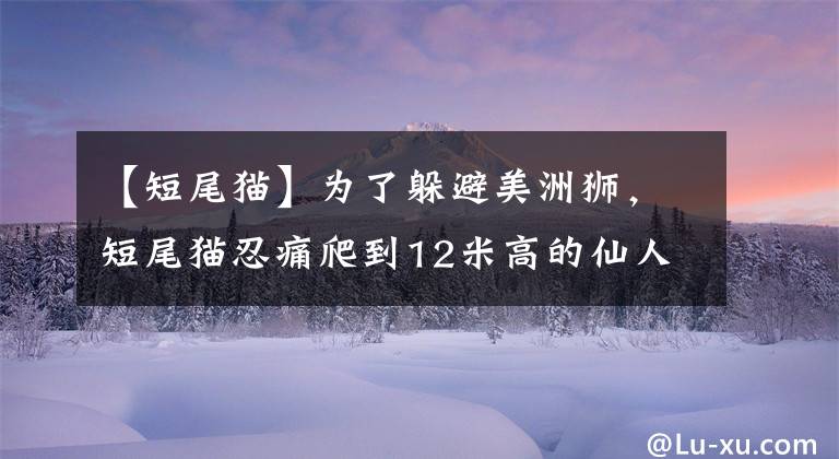 【短尾猫】为了躲避美洲狮,短尾猫忍痛爬到12米高的仙人掌上,最后却下不来