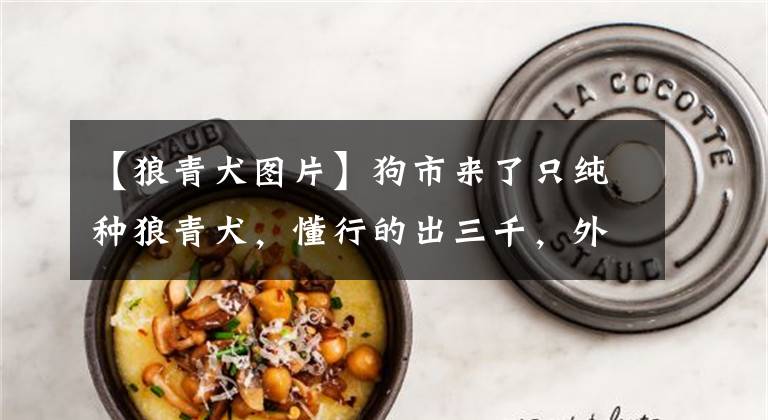 【狼青犬图片】狗市来了只纯种狼青犬,懂行的出三千,外行却说最多两百