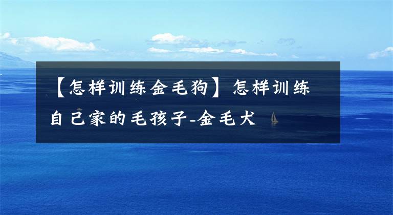 【怎样训练金毛狗】怎样训练自己家的毛孩子-金毛犬