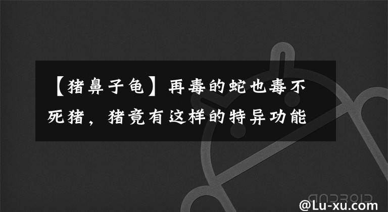 【猪鼻子龟】再毒的蛇也毒不死猪,猪竟有这样的特异功能?