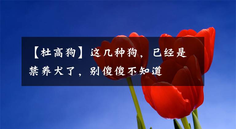 【杜高狗】这几种狗,已经是禁养犬了,别傻傻不知道