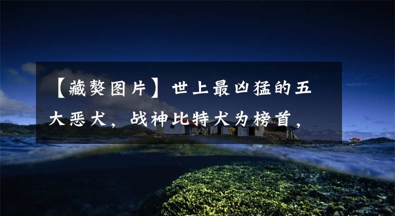 【藏獒图片】世上最凶猛的五大恶犬,战神比特犬为榜首,藏獒在里面只能算小弟