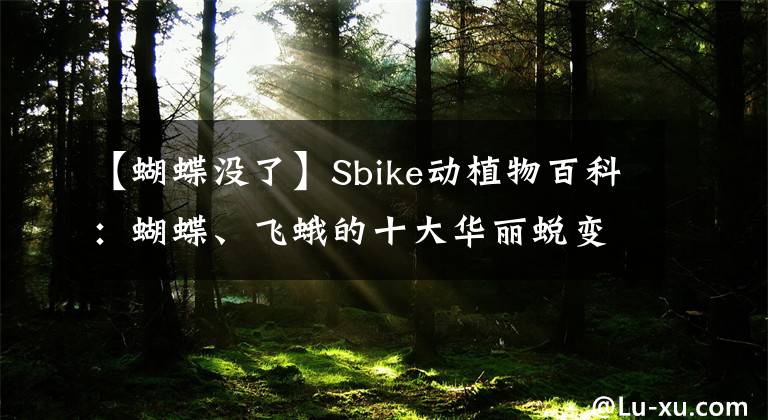 【蝴蝶没了】Sbike动植物百科:蝴蝶、飞蛾的十大华丽蜕变,羽化后对比(上)