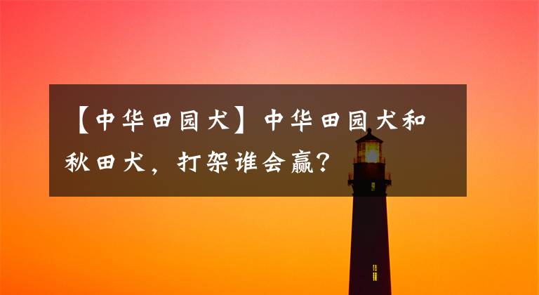 【中华田园犬】中华田园犬和秋田犬,打架谁会赢?