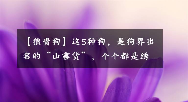 【狼青狗】这5种狗,是狗界出名的“山寨货”,个个都是绣花枕头