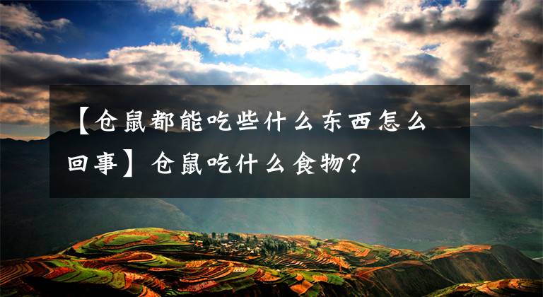 【仓鼠都能吃些什么东西怎么回事】仓鼠吃什么食物？
