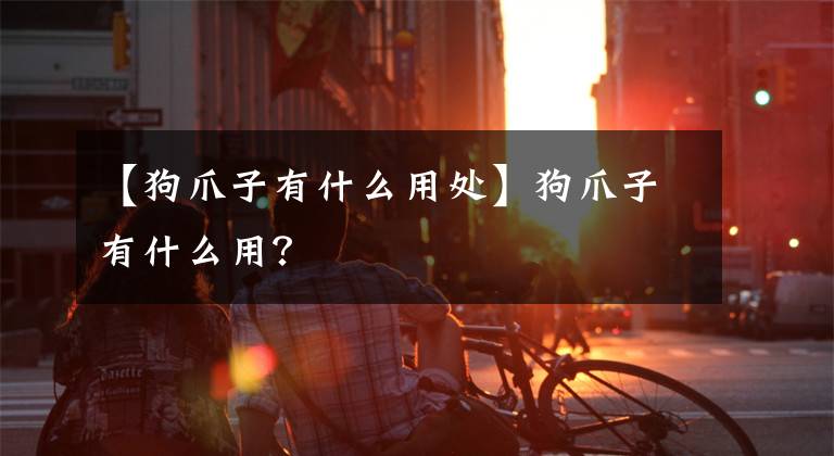【狗爪子有什么用处】狗爪子有什么用？