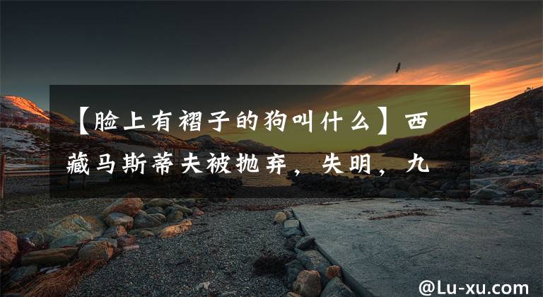 【脸上有褶子的狗叫什么】西藏马斯蒂夫被抛弃,失明,九死一生活下来后长得丑陋,赢得了万人的粉丝。