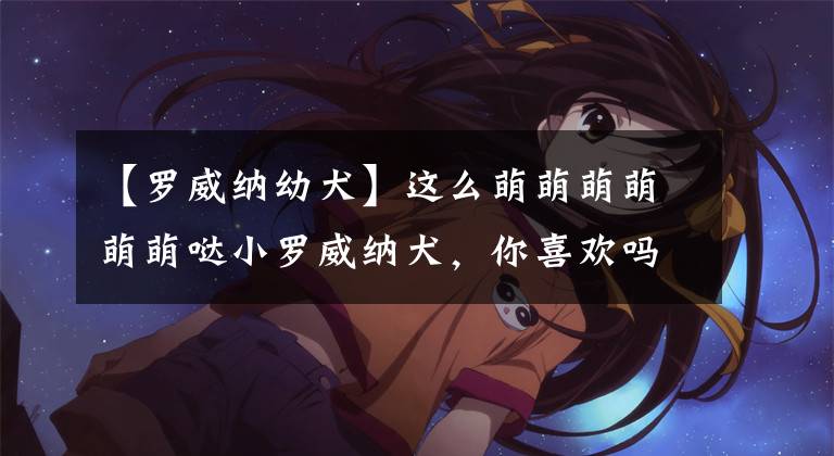 【罗威纳幼犬】这么萌萌萌萌萌萌哒小罗威纳犬，你喜欢吗？