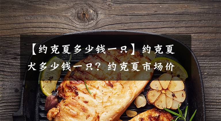 【约克夏多少钱一只】约克夏犬多少钱一只？约克夏市场价格大盘点