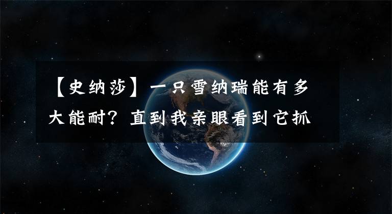 【史纳莎】一只雪纳瑞能有多大能耐？直到我亲眼看到它抓老鼠和吃醋的模样