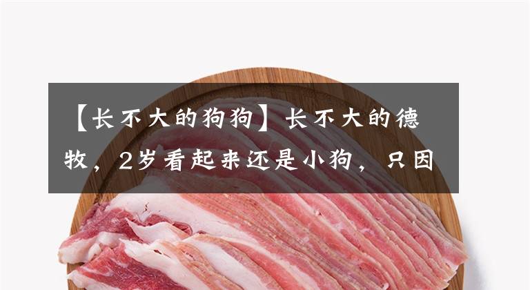 【长不大的狗狗】长不大的德牧，2岁看起来还是小狗，只因患上罕见疾病