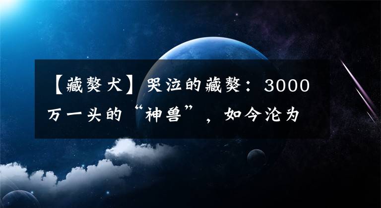 【藏獒犬】哭泣的藏獒：3000万一头的“神兽”，如今沦为火锅食材