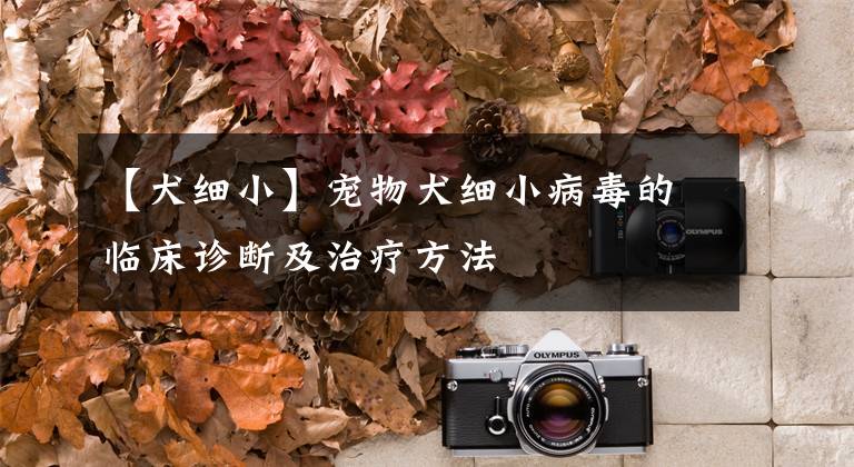 【犬细小】宠物犬细小病毒的临床诊断及治疗方法