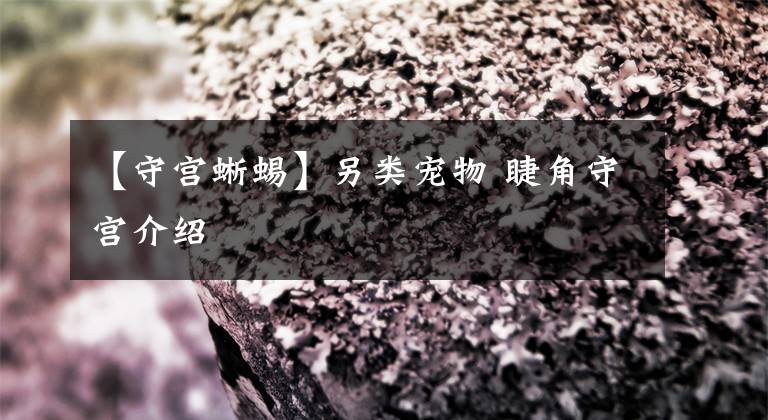 【守宫蜥蜴】另类宠物 睫角守宫介绍