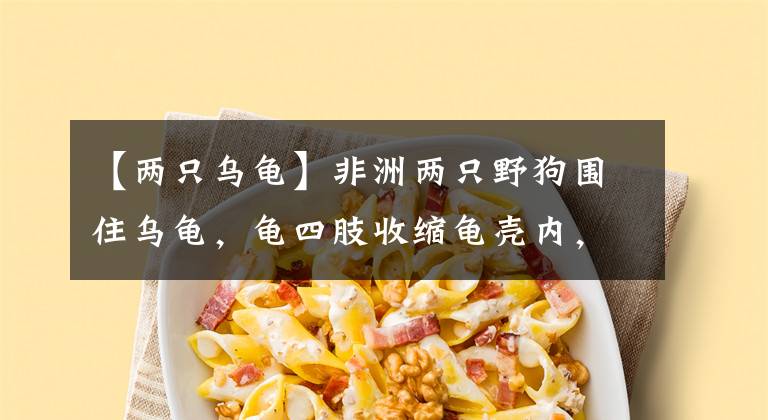 【两只乌龟】非洲两只野狗围住乌龟,龟四肢收缩龟壳内,让野狗的杀招无法使用