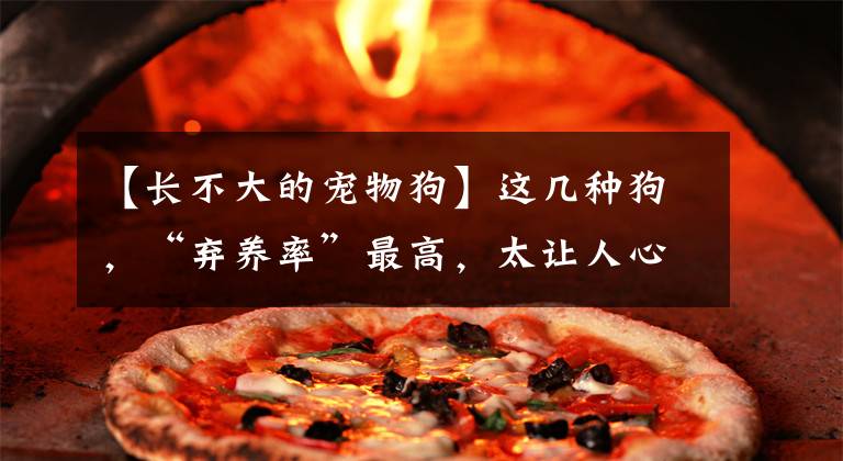 【长不大的宠物狗】这几种狗，“弃养率”最高，太让人心疼了