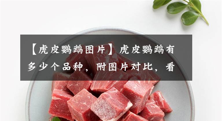 【虎皮鹦鹉图片】虎皮鹦鹉有多少个品种，附图片对比，看完刷新你的认知