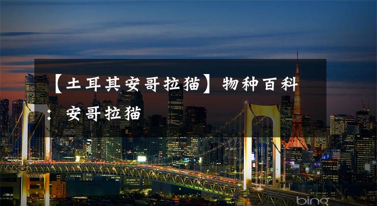 【土耳其安哥拉猫】物种百科：安哥拉猫