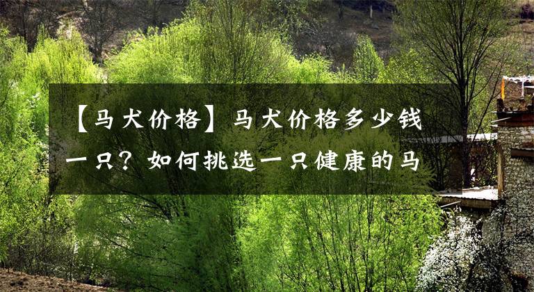 【马犬价格】马犬价格多少钱一只？如何挑选一只健康的马犬幼犬？