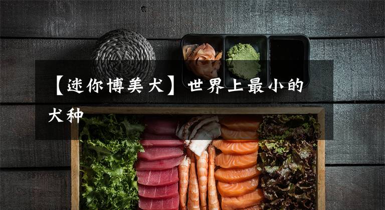 【迷你博美犬】世界上最小的犬种