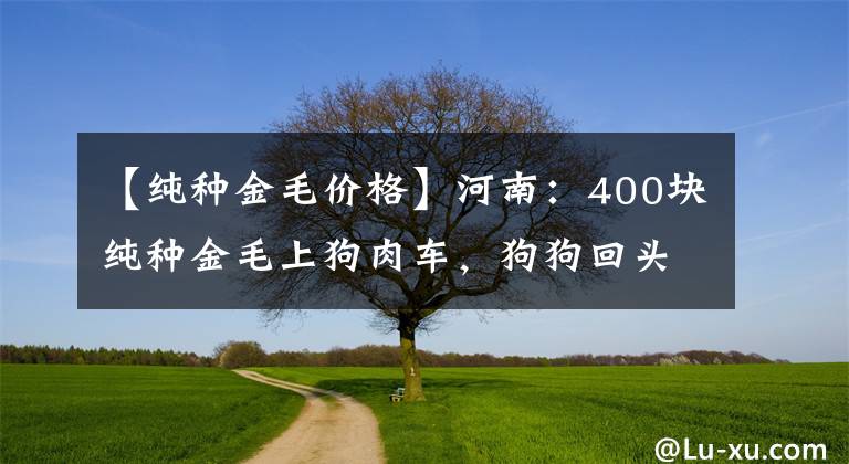 【纯种金毛价格】河南：400块纯种金毛上狗肉车，狗狗回头找主人，狗贩：别回头了