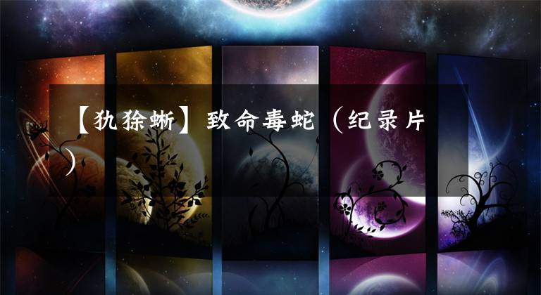 【犰狳蜥】致命毒蛇（纪录片）