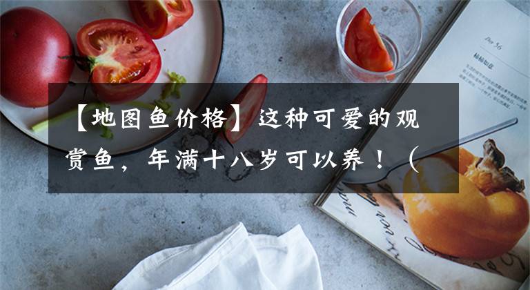 【地图鱼价格】这种可爱的观赏鱼,年满十八岁可以养!(附精简版饲养攻略)